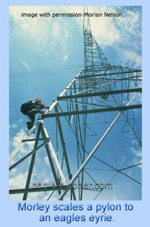 Nelson climbing an electric pylon