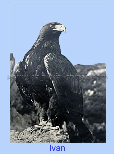 Trained Golden Eagle