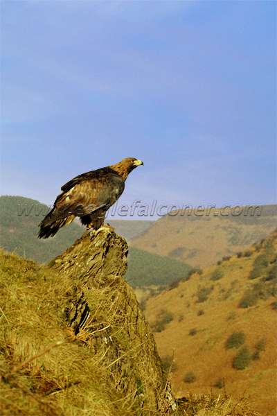 Golden Eagle in Yorkshire