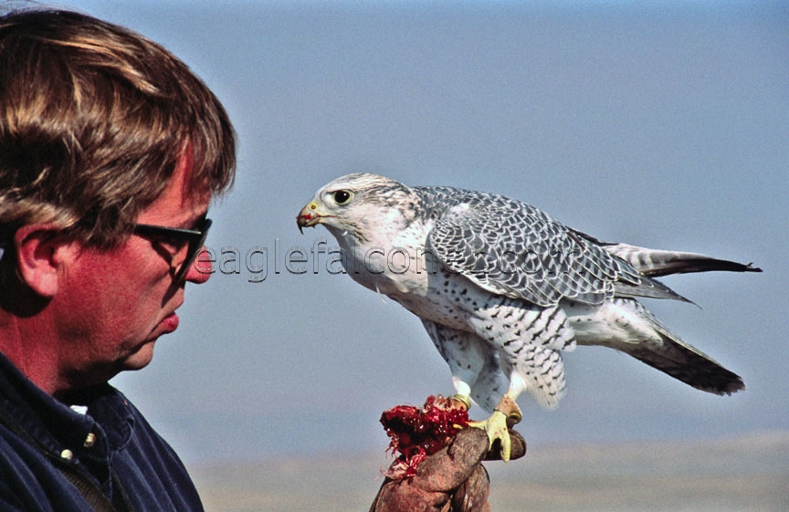 John Dahlke, American Falconer in Wyoming