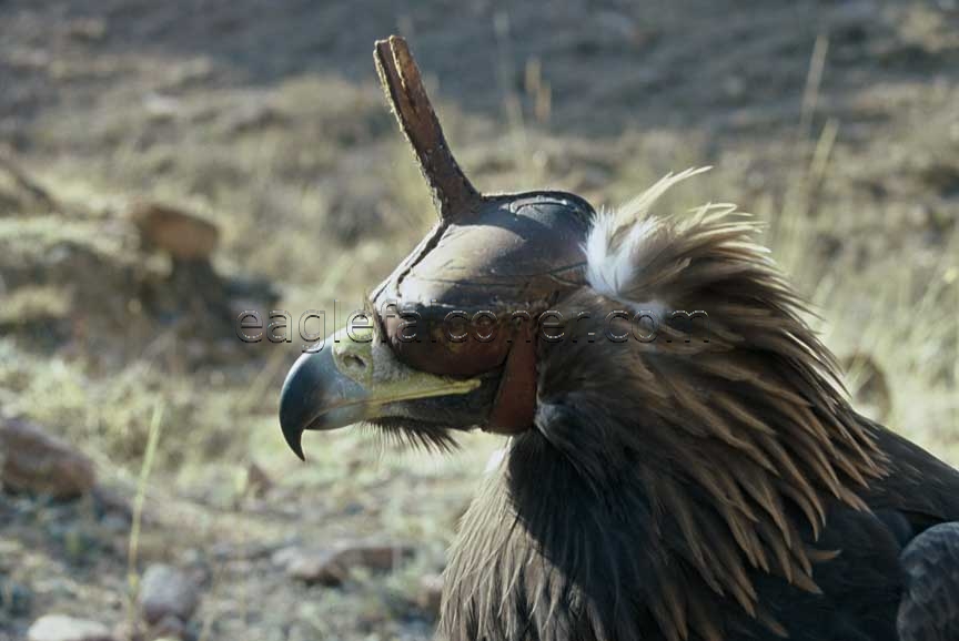 Hooded Kyrgyz eagle