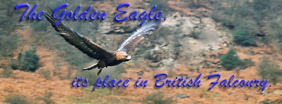Golden Eagle in British Falconry