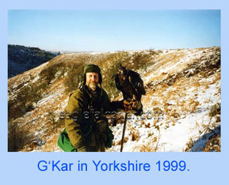 Trained Golden Eagle in Yorkshire