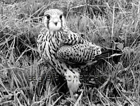 European Kestrel falcon