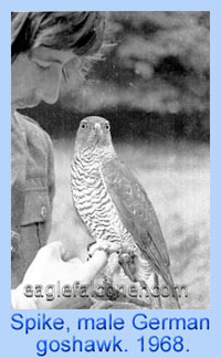 European Goshawk