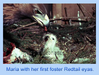 Golden Eagle feeding young