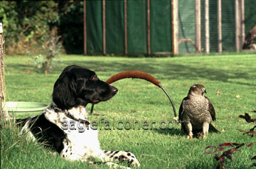 Munsterlander in falconry