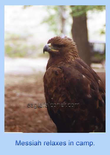 American Golden Eagle