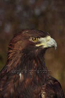 Edward Golden Eagle