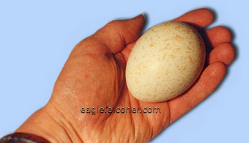 Golden Eagle Egg