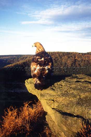 Maria Golden Eagle