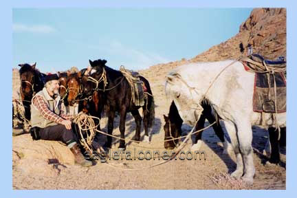 Mongolian Horses