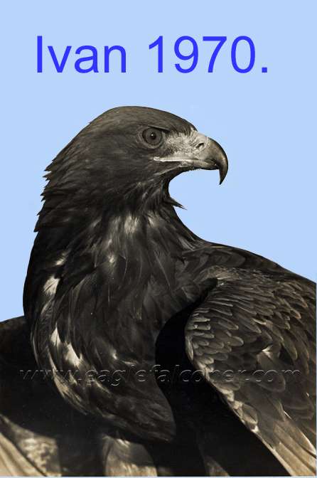Trained male Golden Eagle