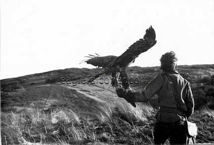 Golden Eagle on Herm Island