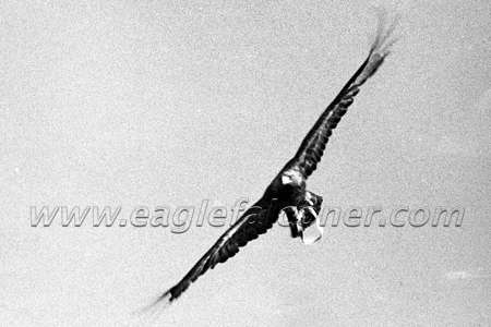 Golden Eagle in flight