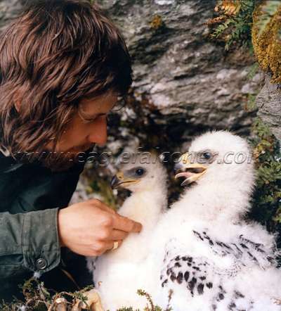 Young Golden Eaglets