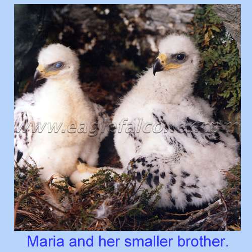 Golden Eaglets in Scotland