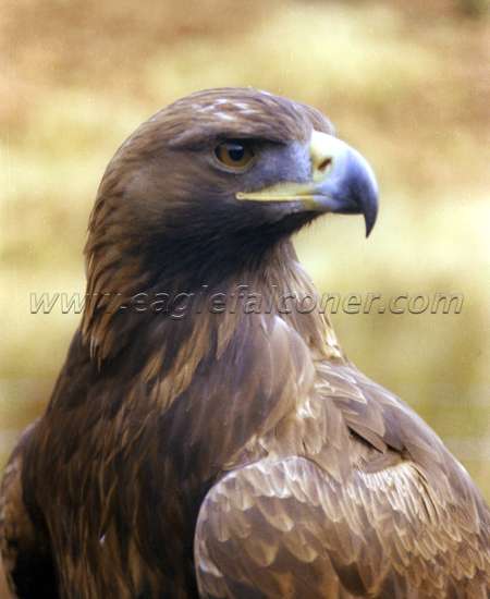 Golden Eagle Alan Gates