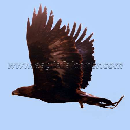 Golden Eagle in flight