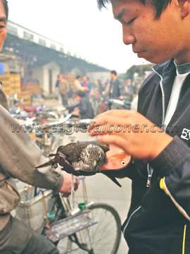 Chinese Sparrow Hawk