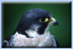 Peregrine Falcon