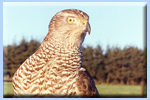 Finnish Goshawk