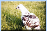 Young Scottish Golden Eagle