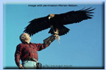 Morley Nelson, American Falconer