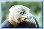 Crowned Eagle