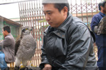 WuDi Chinese Falconer