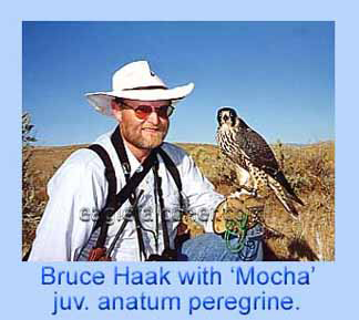 Bruce Haak, American falconer