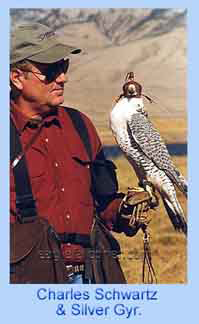 Sage Grouse falconry