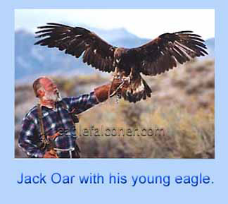 Jack Oar American Falconer