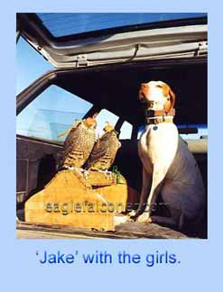 American Pointer used for falconry