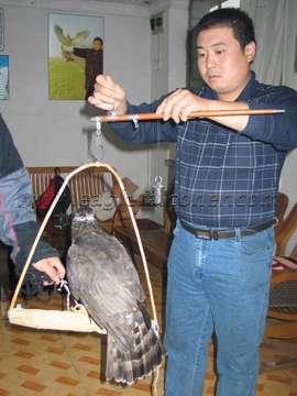 Chinese falconry scales