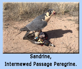 Passage trained Peregrine