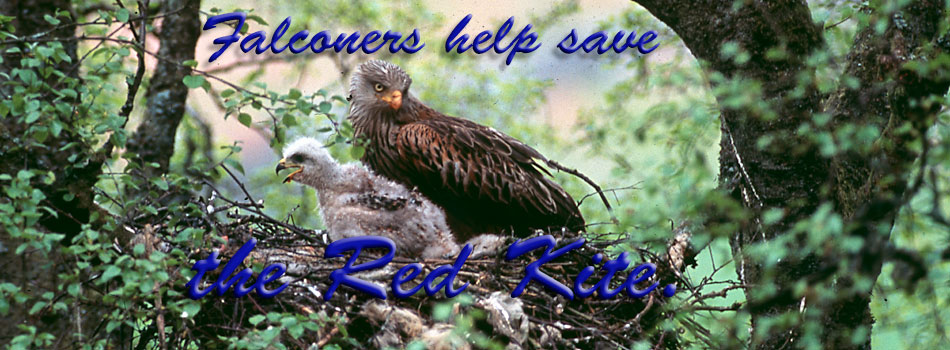 Falconers save Red Kite project