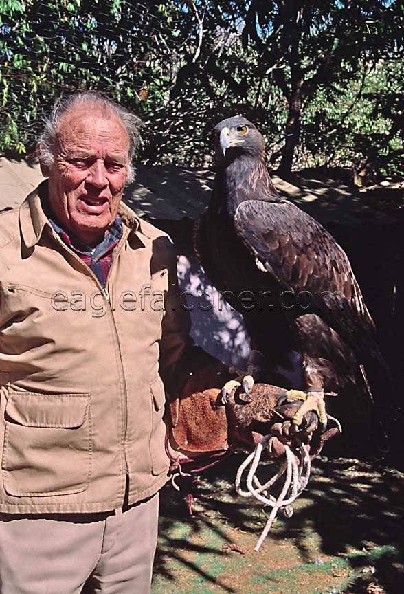 golden eagle hunting. Slim his Golden Eagle,