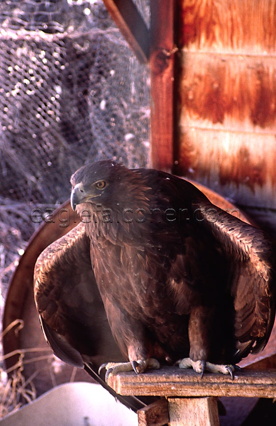 Fifty year old golden eagle