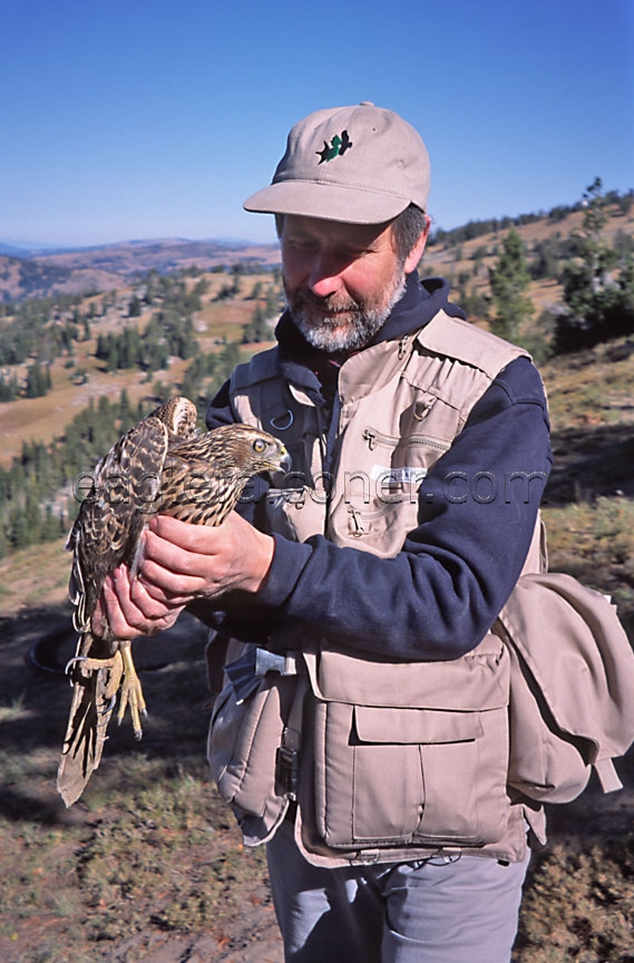 Alan Gates holds a trapped Goshawk