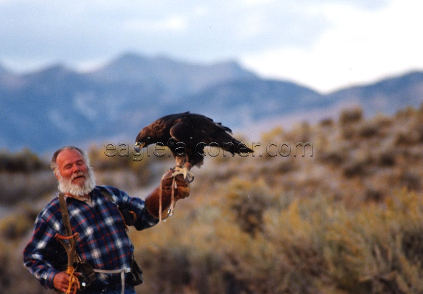 golden eagle flying. Jack Oar with Golden Eagle