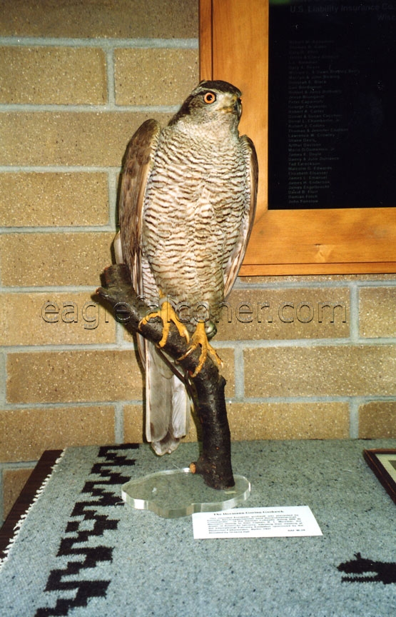 Goring's Goshawk