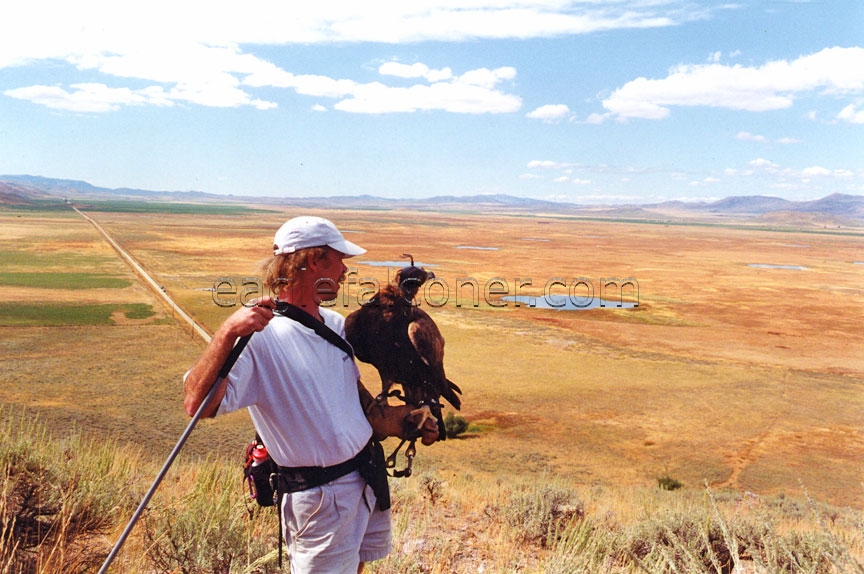 golden eagle hunting. captive bred Golden Eagle.