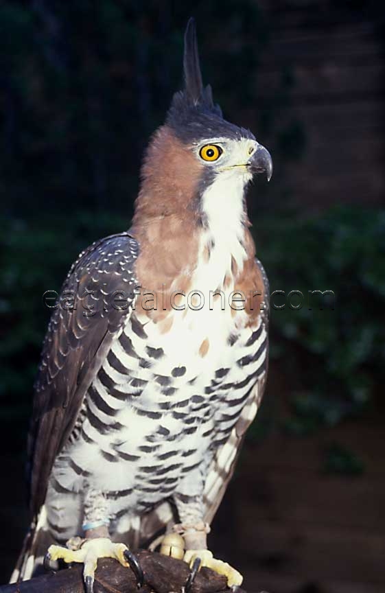 Trained Ornate Hawk Eagle