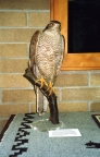 Goring's Goshawk