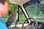 trained Ornate Hawk Eagle