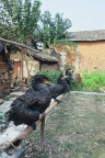 Cormorant fishing in China