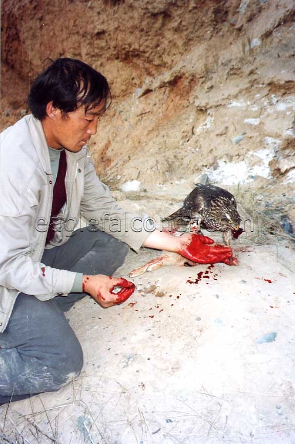 Goshawk on a kill