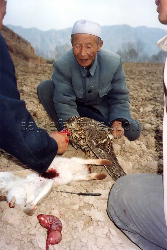 Chinese Goshawk