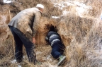 Digging out a hare